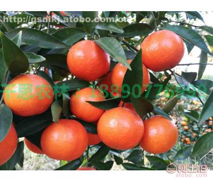 【四川种植世纪红柑橘苗前景如何】世纪红柑橘