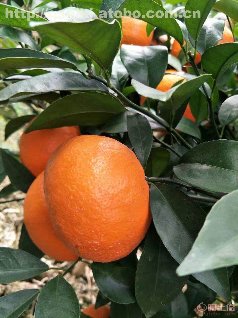 湖南沃柑种植近两年行情较好 供应香橙砧木沃