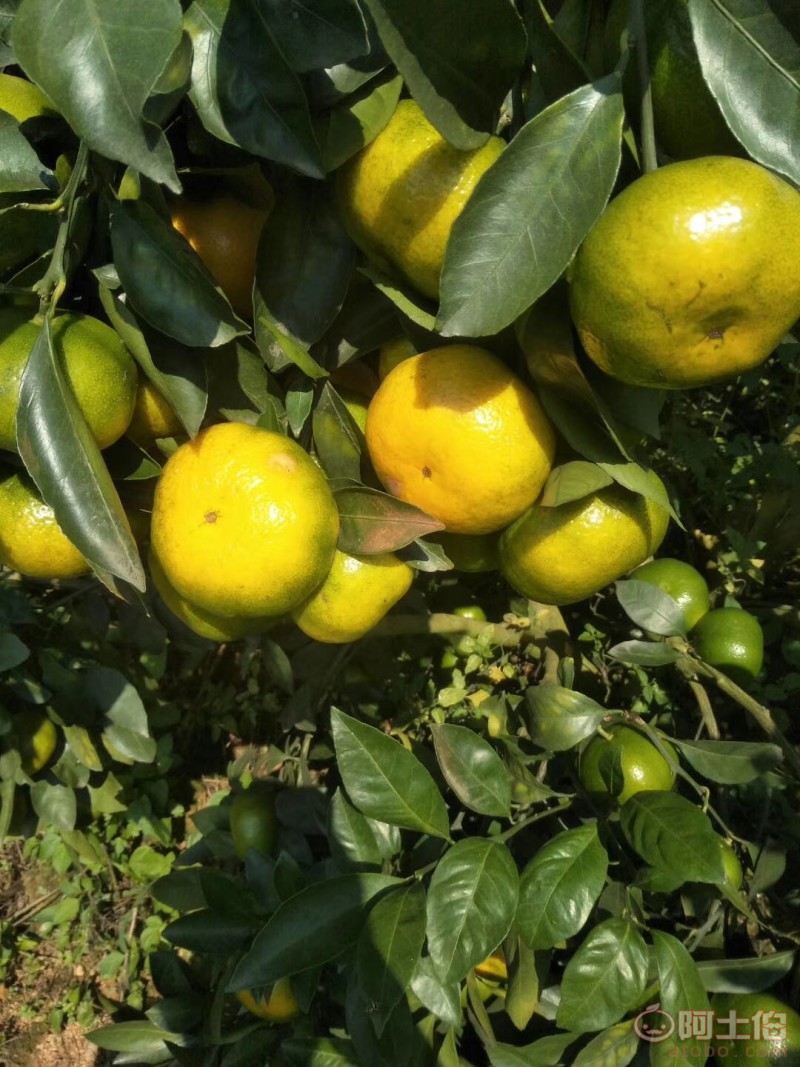 【广西桂林特早熟柑橘种植发展效益高品种选大