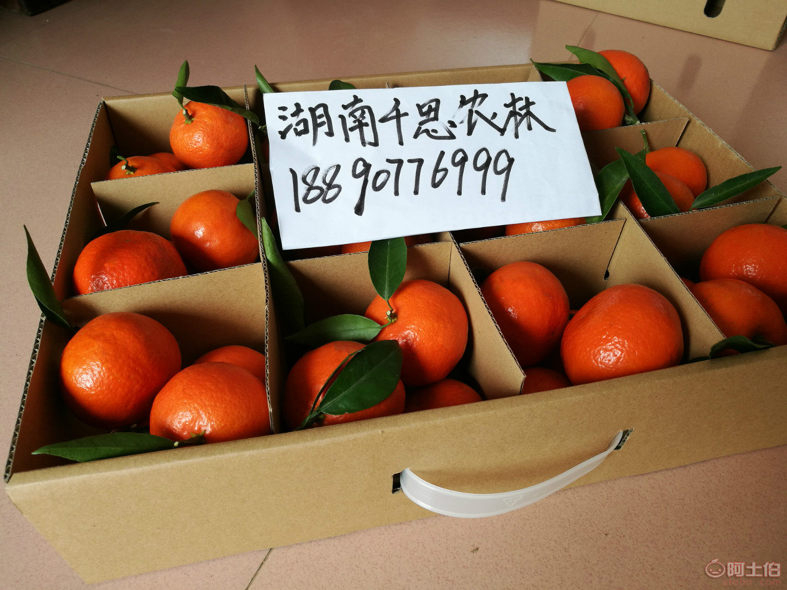 【091无核沃柑优于世纪红柑橘的地方在于成熟