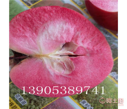 红肉苹果苗价格2公分红肉萍果树苗有红肉苹果树几年结果